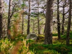 MSR Elixir 2 V2 Tent Backpacking Shelter -Outwell Shop 56022db2 2e5d 48fd a973 6734a39dbe3ftrekking20tent20msr